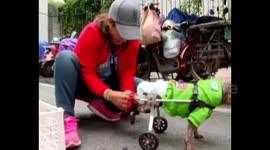 南宁:后肢残疾仍不忘奔跑 “狗坚强”汇聚众人善心