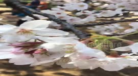 White Cherry Blossom close-up video