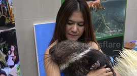 Porcupine pet takes a nap