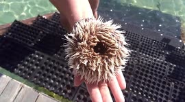 Watch a sea urchin move its spikes