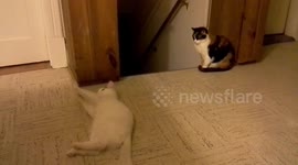 Introducing a new cat with a game of