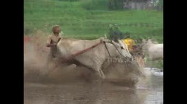 traditional cow racing