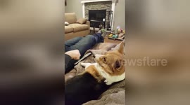 Newsflare Edit - Corgi slow motion fist bump!
