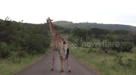 Giraffe has ticks removed, during our Durban safari with Tim Brown Tours