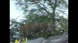 Leopards mating on a big Rock