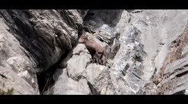 Young Alpine Ibex daredevil cliff jump (slideshow)