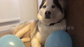 This dog is turning seven today and he's very unimpressed