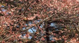 Cherry Blossom and Bird
