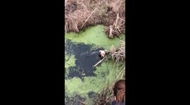 Puppy pond rescue