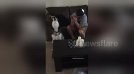Husky sings along with owner playing the harmonica