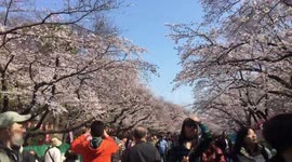 Cherry Blossoms in the Ueno park, Tokyo