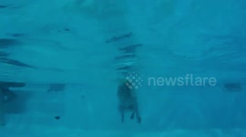 Parson Russell Terrier Tio swimming