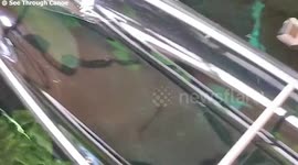 Sand Tiger shark passing under a clear canoe