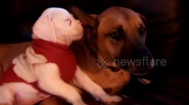A friendship between the small dog and large dog