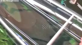 Shark swims under see-through canoe