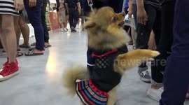 Chihuahua shows off to the crowd