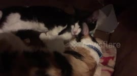 The Black Cat takes care of his sick best friend