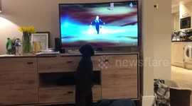 Cockapoo enjoying the Crufts show