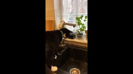 Miko the cat following instructions