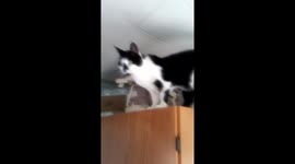 Cat can't get down