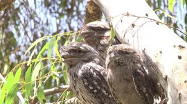 Rare sight of male Tawny Frogmouth Owl huddling with two females