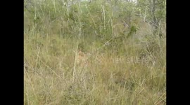 Leopard charged by Buffalo