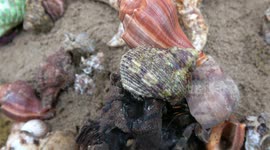 Colourful hermit crabs on the move