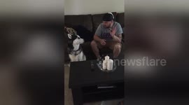 Husky sings along with owner playing the harmonica