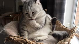 Handsome cat grooms himself