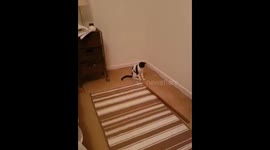 Cute funny rescue kitten called Muriel