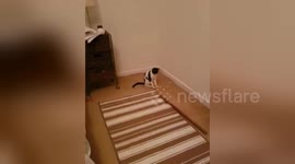 Newsflare Edit - Cute funny rescue kitten called Muriel