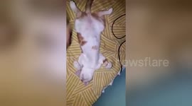 Newsflare Edit - Cat petting