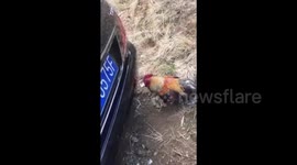 Rooster fights with its own reflection in car