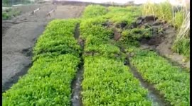 Vegetable fields grow three-metre-higher itself in China