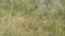 Incredible moment buffalo charges leopard just inches from safari tourists