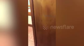 This is the shocking moment a barman found a live RAT emerging from one of the pub's toilets