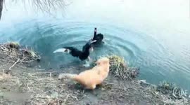 Mother swan protects its babies from pesky dogs