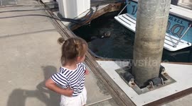 Sea lion asking for food