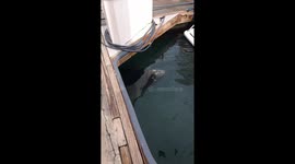 Sea lion in the boat dock asking  fisherman for food