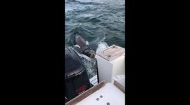 Sea lion following us behind the boat