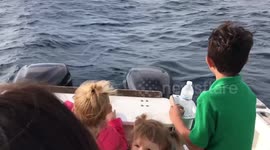 Teo adukt whales and a calf saying their goodbye
