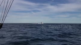 Whale breaching right on front of the boat