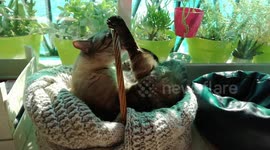 Lazy cat bath