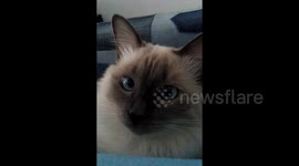 Hide and seek cat play