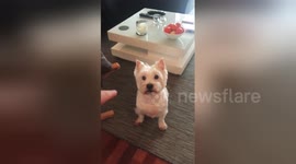 Owner pleads with his adorable dog to stay, but he devours biscuit instead