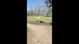 Lily Donkey and Yoda Dog are Having Fun With Their Friends