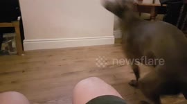 Never ignore a Weimeraner!
