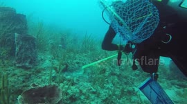 How to hunt lobster.