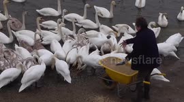 Watch hundreds of swans flock towards a man as he feeds them