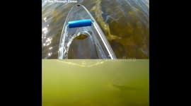 Playful dolphin swimming back & forth under a clear canoe